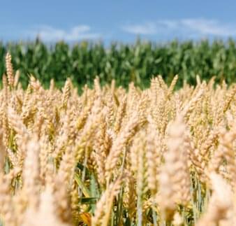 Weizenfeld im Wind