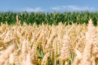 Weizenfeld im Wind