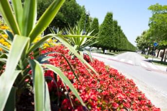 Blumenbeet am Kreisverkehr