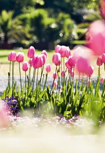 Blühende Tulpen im Park