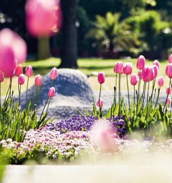 Blühende Tulpen im Park