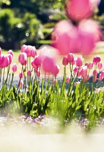 Blühende Tulpen im Park