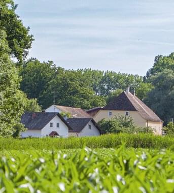 Grüne Wiese und Häuser im Hintergrund