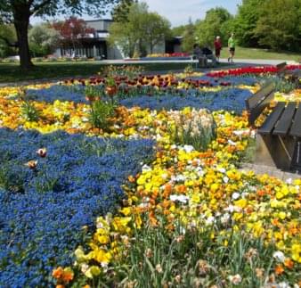 Gelb blaues Blumenmeer im Kurpark