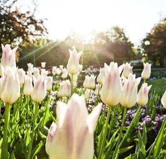 Tulpen im Kurpark