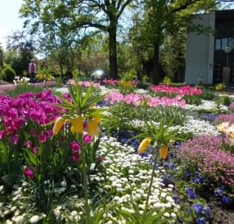 Tulpenmeer im Kurpark