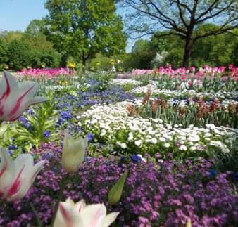 Tulpenbeet im Kurpark