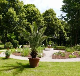 Palme im Bibelgarten