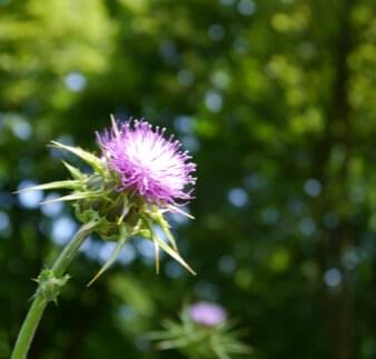 Blüte Nahaufnahme