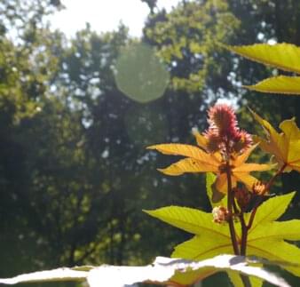 Pflanze im Bibelgarten