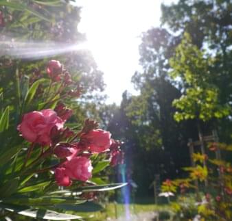 Blüten im Bibelgarten