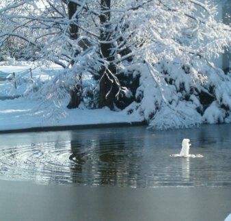 Kurpark Winter - Kurteich im Winter