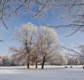 Kurpark Winter - Baumtrio