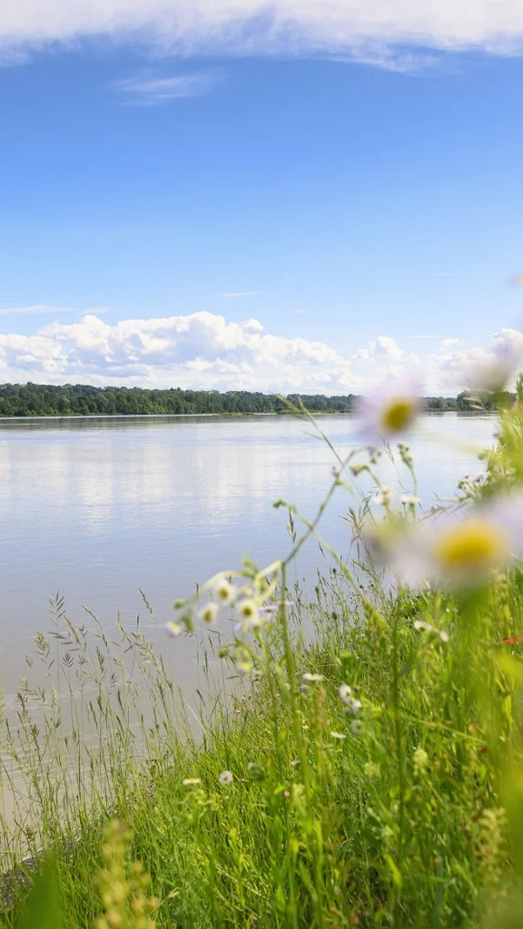 Ein ruhiger Fluss mit grünem Ufer und blühenden Pflanzen im Vordergrund. Der Himmel ist klar mit einigen Wolken.