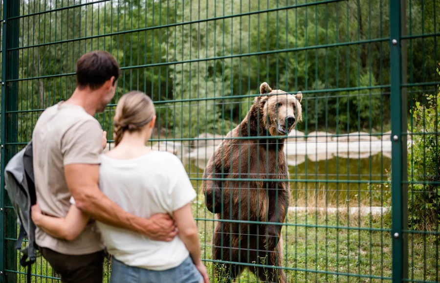 Ein Bär steht hinter einem Zaun, während ein Paar ihn beobachtet. Die Frau sieht den Bären an, während der Mann sie umarmt. Im Hintergrund sind Bäume und ein Gewässer zu sehen.