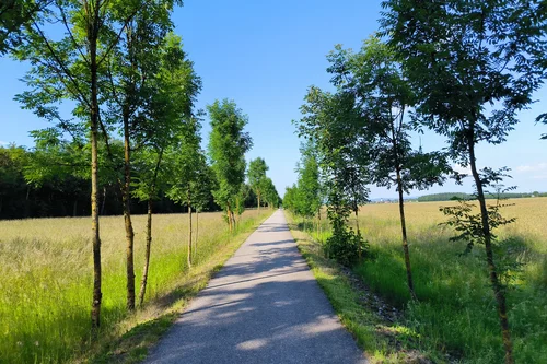 Ein schmaler Weg gesäumt von jungen Bäumen, der durch ein Feld führt. Blauer Himmel über einer grünen Landschaft, die auf einem landwirtschaftlichen Bereich endet.