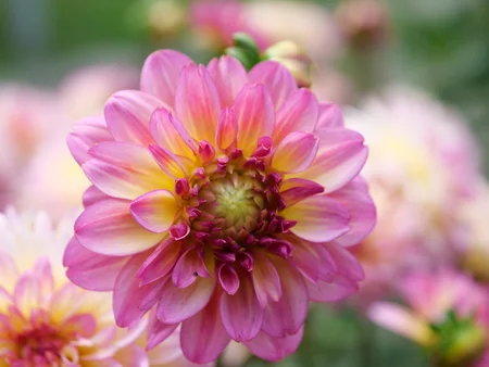 Eine große pinkfarbene Blume mit gelben Akzenten im Vordergrund. Im Hintergrund sind weitere Blumen verschwommen zu sehen.