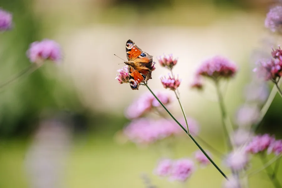 Tagpfauenauge auf Blume Ein Tagpfauenauge sitzt auf einer Blume, umgeben von rosa Blüten mit grünem Hintergrund.