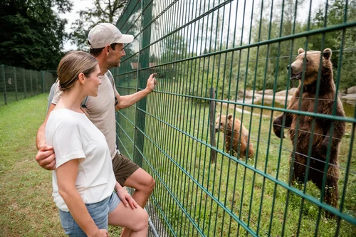 Ein Paar steht an einem Zaun und betrachtet Bären auf der anderen Seite. Die Bären sind in einem offenen Gehege und scheinen neugierig auf die Betrachter zu sein.