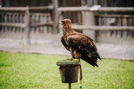 Ein Adler sitzt auf einem Holzteller mit Gras, umgeben von einem grünen Rasen und einem Holzzaun im Hintergrund.