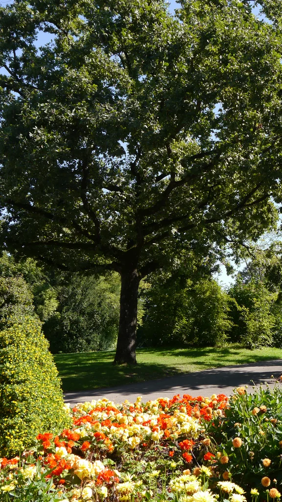 Ein großer Baum steht links in einem Park mit bunten Blumen und Pflanzen im Vordergrund. Im Hintergrund sind weitere Bäume und ein Weg zu sehen.
