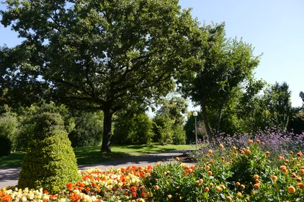 Park mit bunten Blumen und Bäumen Ein großer Baum steht links in einem Park mit bunten Blumen und Pflanzen im Vordergrund. Im Hintergrund sind weitere Bäume und ein Weg zu sehen.