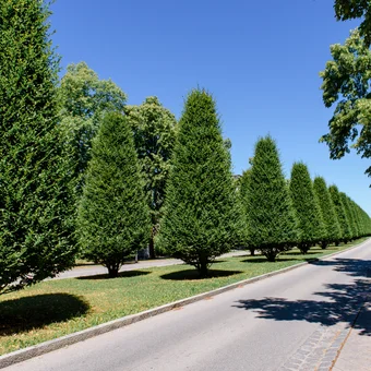 Ein breiter Weg von Laubbäumen gesäumt, die in einer geraden Linie stehen, unter blauem Himmel. Ein gepflegter Grasbereich ist neben dem Weg sichtbar.