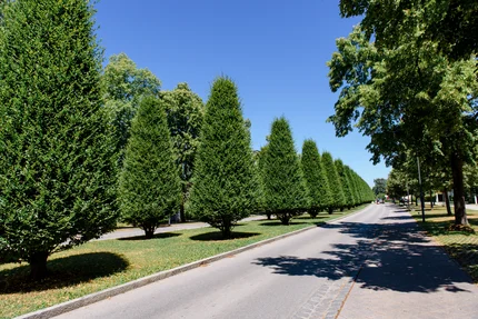 Allee mit Laubbäumen Ein breiter Weg von Laubbäumen gesäumt, die in einer geraden Linie stehen, unter blauem Himmel. Ein gepflegter Grasbereich ist neben dem Weg sichtbar.