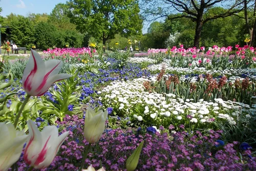 Bunter Blumenpark im Frühling Ein blühender Garten mit bunten Tulpen und anderen Blumen, umgeben von Bäumen. Vielzahl von Blumen in verschiedenen Farben blühen in üppigen Beeten.