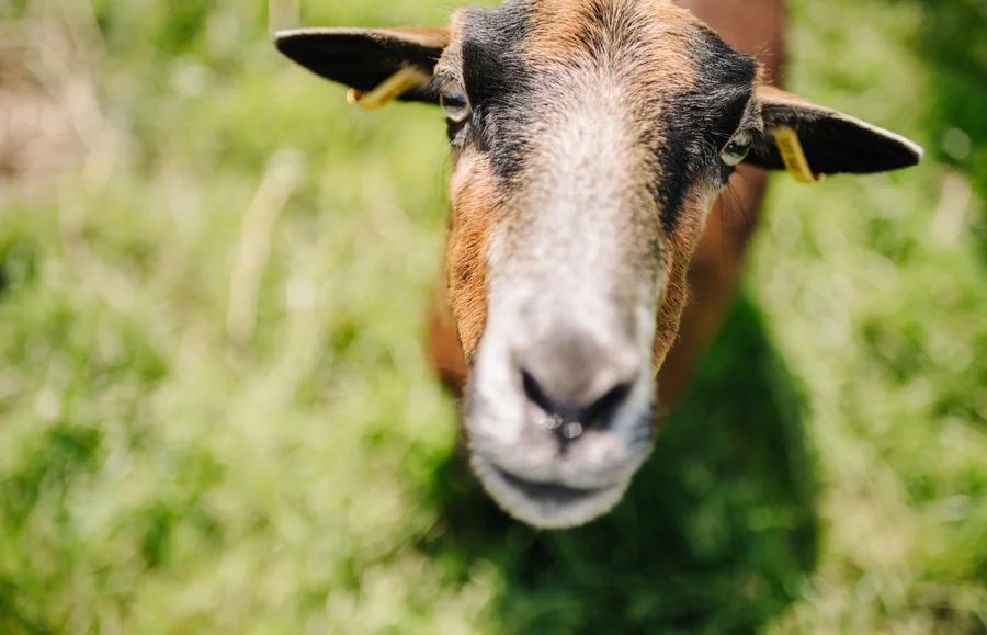 Nahaufnahme einer Ziege mit einem braunen Fell und einem neugierigen Gesichtsausdruck, auf grüner Wiese. Hintergrund unscharf.