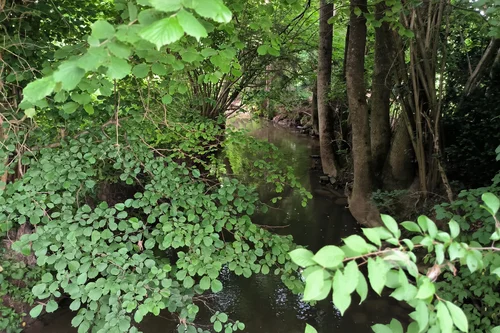 Ein ruhiger Bach, umgeben von üppigem Grün und Bäumen. Die Blätter füllen die Sicht, während das Wasser ruhig fließt. Der Blick ist von Pflanzen und Bäumen eingerahmt.