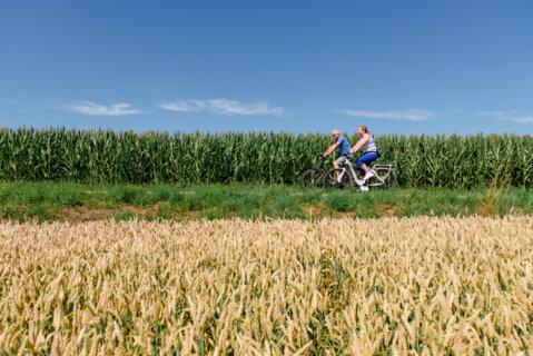 Radfahrer am Weizenfeld