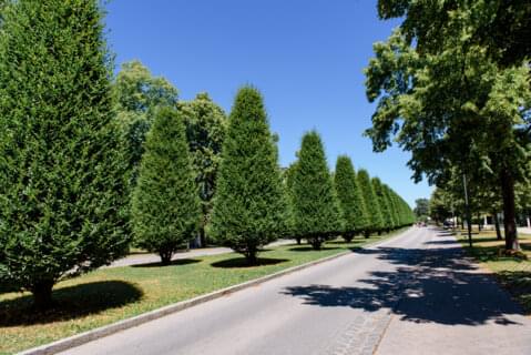 Bäume am Straßenrand